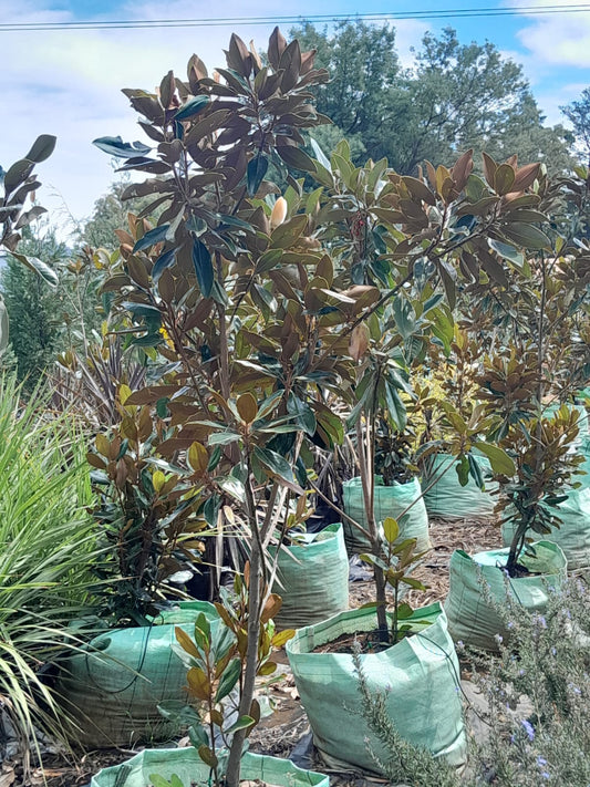 Magnolia Little Gem 100L