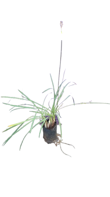 Lavender Margaret Roberts  Various sizes