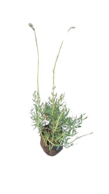 Lavender Margaret Roberts  Various sizes