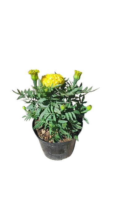 Marigold Various 15cm