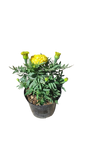 Marigold Various 15cm