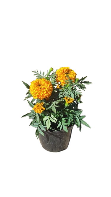 Marigold Various 15cm