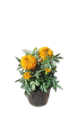 Marigold Various 15cm