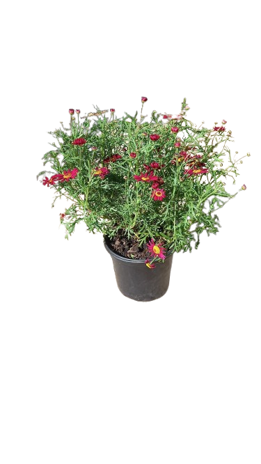 Argyranthemum Assorted 17cm