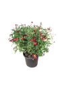 Argyranthemum Assorted 17cm
