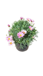 Argyranthemum Assorted 17cm