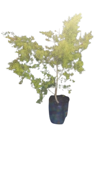 Melaleuca Revolution Gold 8L