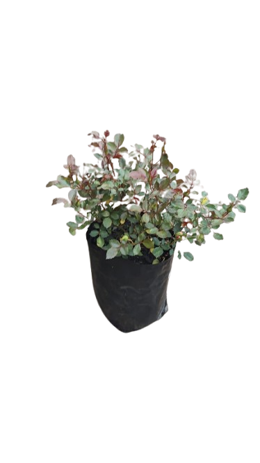 Mini Capet Rose 5L Various Colours