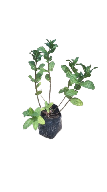 Mint Bags - 1Ltr