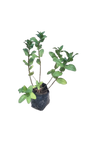 Mint Bags - 1Ltr