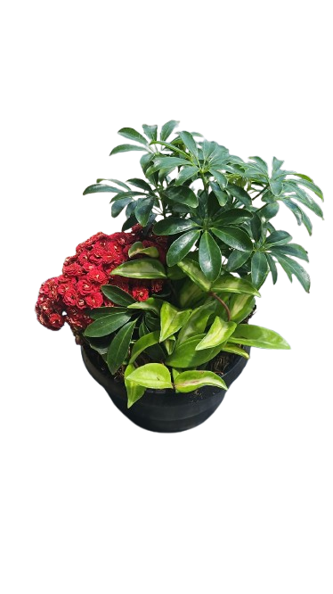 Mixed Gift Bowl 16cm