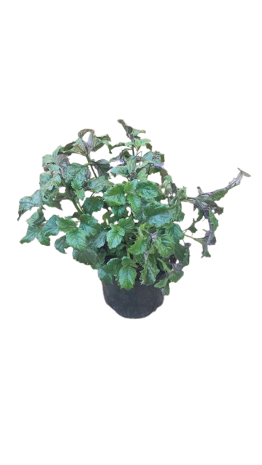 Plectranthus Mona Lavender 17cm