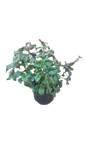 Plectranthus Mona Lavender 17cm
