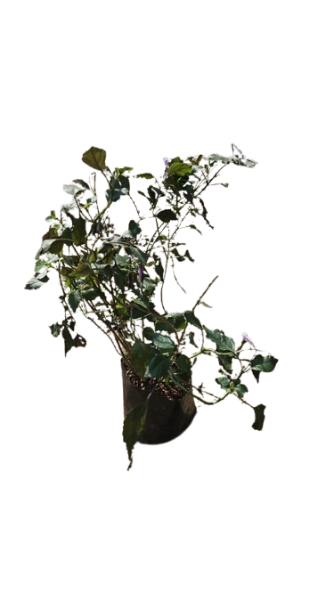 Plectranthus Mona Lavender 3L