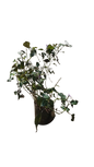 Plectranthus Mona Lavender 3L