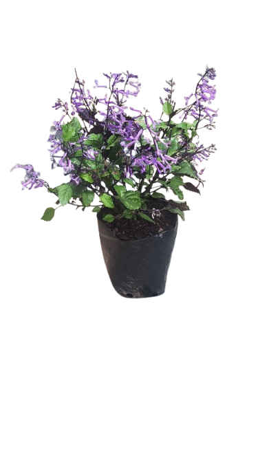 Plectranthus Mona Lavender 4L