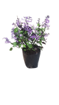 Plectranthus Mona Lavender 4L