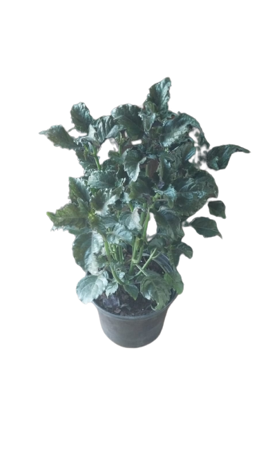 Plectranthus Mona Lavender 10L
