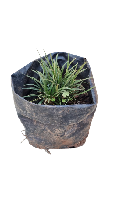 Ophiopogon  Mondo Grass (Dwarf) - 3L