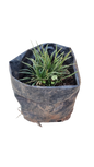 Ophiopogon  Mondo Grass (Dwarf) - 3L
