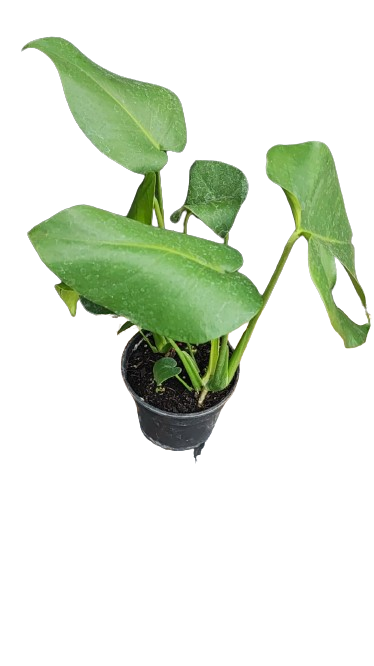Monstera Deliciosa Various