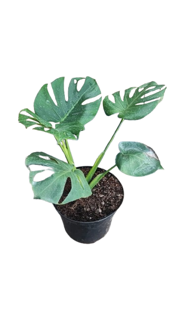 Monstera Deliciousa 21cm
