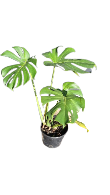 Monstera Deliciosa 19cm