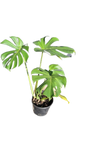 Monstera Deliciosa 19cm