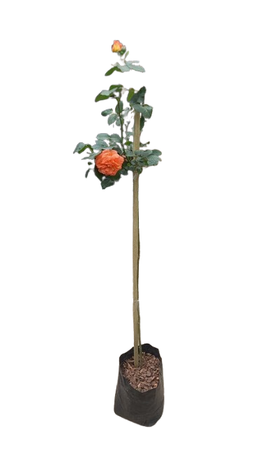 My Estelle Rose Standard