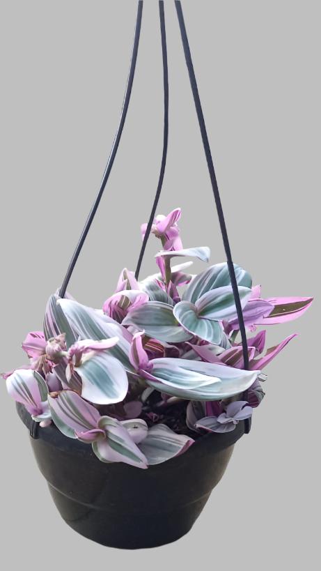 Tradescantia Nanouk Various