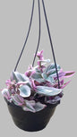 Tradescantia Nanouk Various