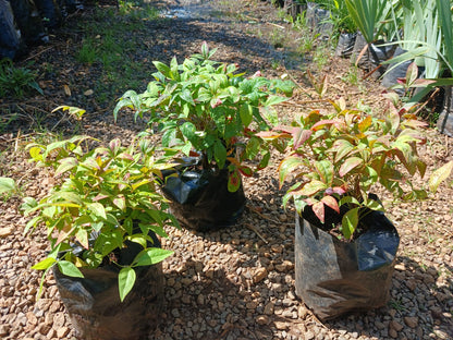 Nandina Pygmea 4L