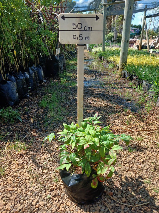 Nandina Pygmea 4L