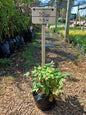 Nandina Pygmea 4L