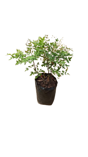 Nandina Domestica 20L