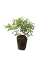 Nandina Domestica 20L