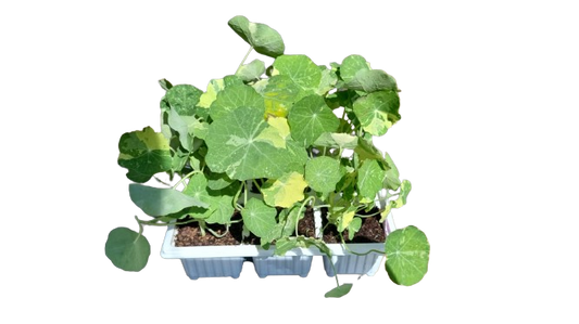 Nasturtium 6 Pack Seedlings