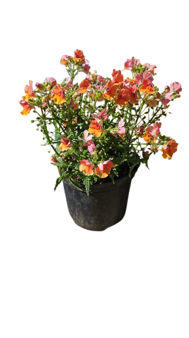 Nemesia Nesia (Assorted) 15cm