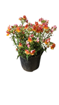 Nemesia Nesia (Assorted) 15cm