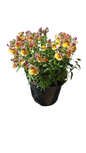Nemesia Nesia (Assorted) 15cm