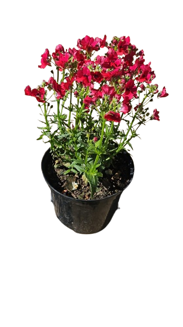 Nemesia Nesia (Assorted) 15cm