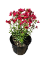 Nemesia Nesia (Assorted) 15cm