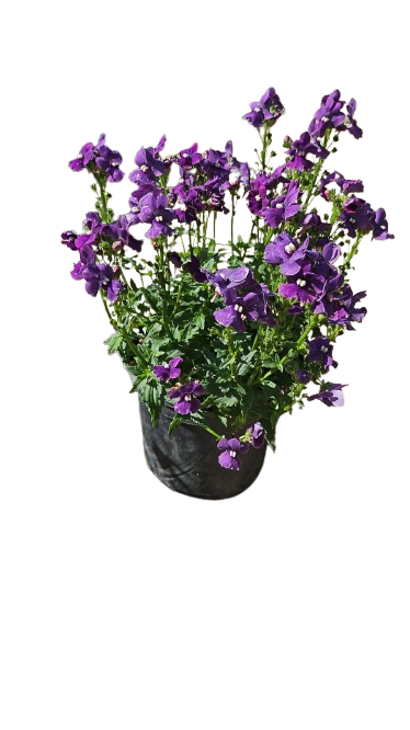 Nemesia Nesia (Assorted) 15cm