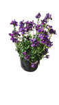 Nemesia Nesia (Assorted) 15cm