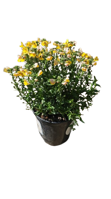 Nemesia Nesia (Assorted) 15cm