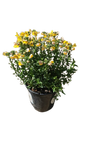 Nemesia Nesia (Assorted) 15cm