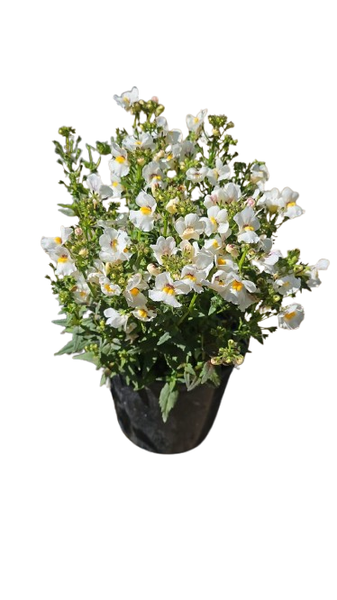 Nemesia Nesia (Assorted) 15cm