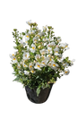 Nemesia Nesia (Assorted) 15cm