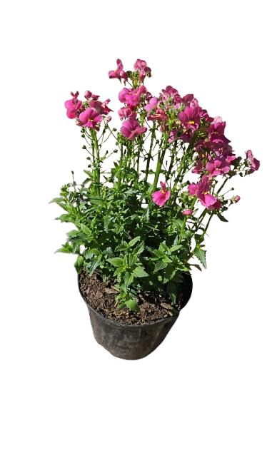 Nemesia Nesia (Assorted) 15cm