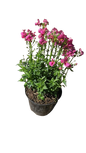 Nemesia Nesia (Assorted) 15cm